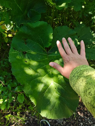 The image shows a large, green leaf, possibly a burdock leaf, partially covered by a human hand. The hand is positioned on the right side of the leaf, palm down, with fingers spread. The person is wearing a green sweater with a textured pattern on the sleeve. The leaf is surrounded by other green foliage and some grassy areas. The ground is visible in the lower portion of the image and appears to be a mix of dirt and small stones. The location is Svobody, Russia.