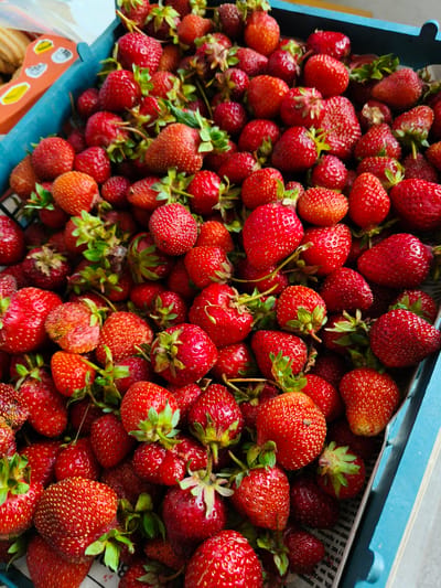 A high-angle, medium shot captures a bounty of fresh, red strawberries overflowing from a light blue plastic crate. The strawberries are ripe, with some showing slight imperfections and visible seeds. Green stems and leaves are interspersed among the fruit. The crate is positioned on a surface that appears to be a newspaper or similar printed material. The background is blurred, suggesting the photograph was taken indoors or in a shaded outdoor area, and does not provide specific environmental context related to Usovo-Tupik, Russia.