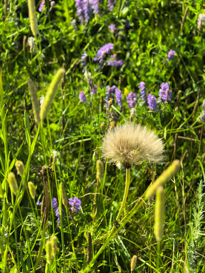 An outdoor, close-up, eye-level shot captures a field of green grass and purple wildflowers in the city of Shikhan, Russia. The foreground is dominated by a large, fluffy dandelion seed head, its delicate strands spread wide. To the left, several green grass stalks stand upright, with one in sharp focus. The background is a blur of green foliage and more purple wildflowers, suggesting a lush, natural setting. The lighting is bright and appears to be natural sunlight. There are no people visible in the image.