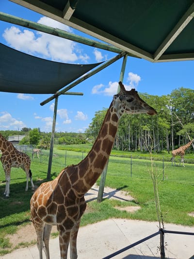 This is a medium shot, eye-level, outdoor, daytime photograph taken in the city of Westlake, United States of America. The scene depicts a giraffe in the foreground, facing to the right with its head turned slightly towards the viewer. The giraffe has distinctive brown and white patterned fur and a long neck. Behind it, there is a fenced enclosure with a grassy field and a line of trees in the background. Two other giraffes are visible in the enclosure; one on the left, partially obscured by the foreground giraffe, and another in the distance on the right. The sky is blue with white clouds. The foreground is a concrete path, and there is a shade structure overhead, composed of wooden beams and dark fabric.