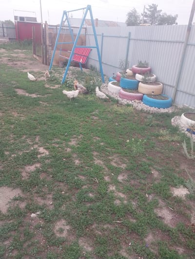 In a rural outdoor setting in Трудовое, Kazakhstan, a swing set with blue metal framing and red seating stands on the left side of the image. Several chickens are scattered throughout the grassy area, with one white chicken near the bottom and a few more clustered around a larger, multi-colored chicken to the right of the swing set. In the background, a corrugated metal fence runs horizontally. Against this fence, a series of old tires have been repurposed as planters, painted in various bright colors including white, pink, and blue, with small plants growing out of them. The ground is a mix of dirt and patchy green grass. The lighting suggests it is daytime, likely afternoon, with an overcast or diffused light, indicating a possibly cloudy or hazy day. No text is visible in the image.