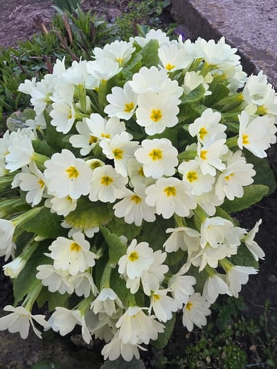The image displays a large, mature Primula vulgaris plant, commonly known as primrose, located in Staliyska mahala, Bulgaria. The plant is densely covered with numerous white to cream-colored flowers, each characterized by five petals and a prominent bright yellow central eye. Dark green, textured leaves are visible beneath and among the blossoms, forming the plant's foliage. The plant is situated in dark soil, which is visible at the bottom and in the background. A light gray concrete edge or border is present in the upper right quadrant of the frame, adjacent to the plant. Blurred patches of additional dark green vegetation and exposed soil are also visible in the background. No people or overt actions are depicted.