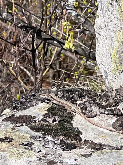 This close-up image showcases a slender lizard camouflaged against a textured rock face or tree bark, indicative of a natural environment near Lenovo, Bulgaria. The lizard, positioned on the right side of the frame, features a mottled pattern of browns and greys, blending effectively with the diverse colors and textures of the surface it inhabits. Its body extends vertically, with its tail visible at the top and its head subtly angled downwards.

The surface is covered with patches of dark green moss, light green lichen, and rough, greyish-white rock or bark, providing excellent natural cover for the reptile. Behind and to the left of the lizard, a dense network of thin, intertwining branches and twigs creates a blurred background. Many of these delicate branches are dotted with small, vibrant light green leaves or buds, suggesting that the image was captured during spring or early summer.

The scene is well-lit by bright, natural daylight, indicating clear weather. The overall impression is one of a hidden moment in a natural ecosystem, emphasizing the lizard's adaptation to its surroundings. There are no people visible, nor any discernible text.