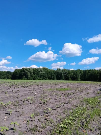 The image depicts a farm field with young green sprouts growing in dark soil. The field is characterized by visible rows indicating cultivation. In the background, a dense line of green trees forms a treeline. Above the field and trees, a bright blue sky is populated with scattered white cumulus clouds. The overall scene is one of a rural landscape in Matyashivka, Ukraine, under a clear, sunny sky. There are no people or animals visible in the image.