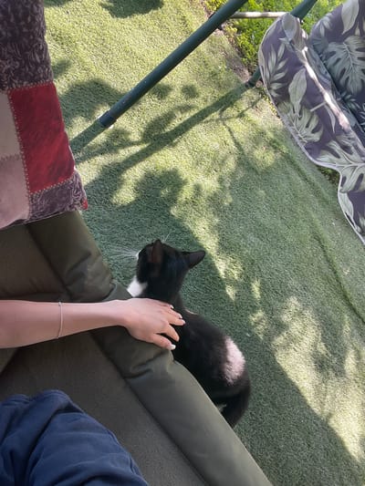 The image captures a serene moment outdoors, likely during the day with clear weather given the distinct shadows. The scene is set on a patch of artificial grass, suggesting a garden or patio area. In the foreground, a person's arm is visible, adorned with a delicate bracelet. A hand rests gently on a black and white cat, which is positioned on a dark green, cushioned outdoor sofa. The cat is looking to the side, its white whiskers prominent against its dark fur.
Behind the sofa, a swing set with a patterned cushion is partially visible. The cushion features a tropical leaf design in shades of green and gray. The swing set's green metal frame casts long shadows across the grass, indicating the sun is at an angle. A colorful patchwork pillow rests on the ground in front of the sofa, adding a touch of domesticity to the outdoor setting. The presence of the cat and the relaxed posture of the person suggest a moment of calm and companionship. The location is identified as Totleben, Bulgaria. There is no visible text in the image.