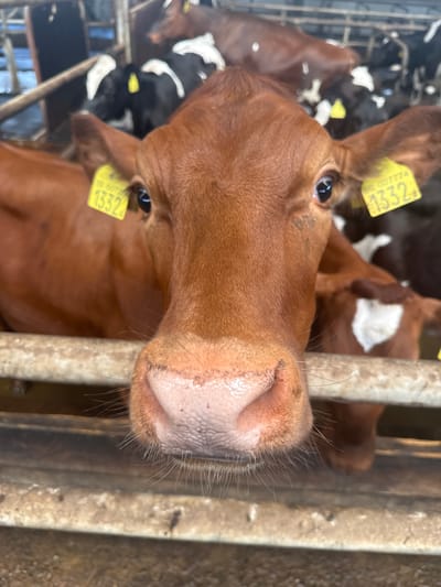 A close-up, eye-level shot shows the head of a young, brown cow in the foreground. The cow has a pink nose with visible whiskers and dark eyes. A yellow tag with black text that reads "SE 007774 1332" is attached to its left ear. The cow appears to be inside a pen or stall, indicated by the metal bars in the foreground and background. In the background, other cows, some black and white and some brown, are visible. The environment appears to be a barn or farm. The scene is not in Falköping, Sweden; this is an image of a cow on a farm.