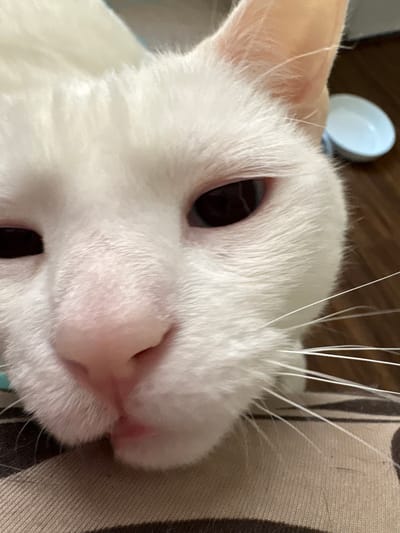 A close-up photograph depicts a white cat with a pink nose and dark eyes. The cat's face fills most of the frame. A white dish is visible in the background. The cat appears to be lying on a striped surface. The location within Seal Beach, United States of America, cannot be determined from the image.