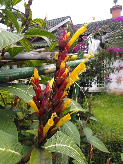 This image depicts a detailed view of flora in Ba Nwet Kone, Myanmar, with a residential structure in the background. In the foreground, a flowering plant with a prominent vertical inflorescence is centered. This inflorescence consists of numerous tightly packed, dark red, elongated bracts from which bright yellow, tubular flowers emerge. Each yellow flower displays long, delicate, pale yellow tendrils or filaments extending outward. The plant features large, dark green leaves with distinct, lighter green venation patterns. A section of a horizontal bamboo fence, painted green and showing signs of weathering and chipping paint, is visible behind the main plant.
The background reveals a residential building with a dark, patterned tiled roof. A red-orange brick chimney, topped with an ornate dark metal cap, is positioned on the right side of the roofline. Clusters of vibrant purple flowers, consistent with bougainvillea, are draped across the building's white walls and surrounding foliage. The lower right background consists of green grass and indistinct greenery. The scene is illuminated under an overcast sky. No people or specific actions are depicted.