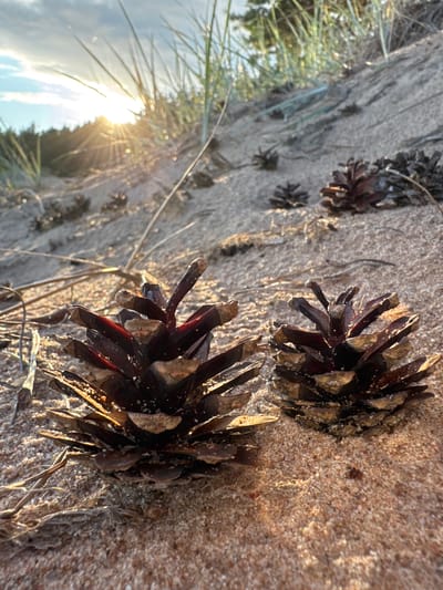 This is a close-up, low-angle photograph of pinecones on a sandy dune in Shepelevo, Russia. The sun is low in the sky, casting a warm, golden light and creating lens flare through the tall grass on the dune. Two prominent pinecones are in the foreground, with several others scattered in the background. The sand is light brown and appears to have fine grains. The overall impression is one of a natural, coastal environment bathed in the soft light of sunset or sunrise. There are no people or animals visible in the image.