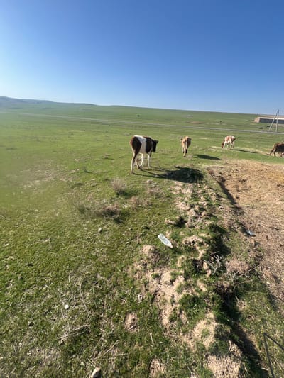 The scene depicts an expansive, rural pasture under a clear, bright blue sky in Qoraobdol QFY, Uzbekistan. The foreground and mid-ground consist of green grassland interspersed with patches of dry earth and sparse vegetation, with a visible dirt track traversing from the lower right towards the center.
Four cattle are visible:
1. A brown and white calf, walking away from the camera, is positioned in the left-center mid-ground.
2. A lighter brown calf, also walking away from the camera and appearing to have a white rope or leash trailing, is located to the right and slightly behind the first calf.
3. A brown and white cow or calf is grazing in the mid-distance, further to the right.
4. A dark brown cow is partially visible on the far right edge, appearing to graze.
In the mid-distance, a dark linear feature, consistent with a road or track, stretches horizontally across the green landscape. Beyond this, on the right side, a light-colored building with a dark roof is visible, along with a concrete utility pole featuring cross-arms. Distant hills form the horizon line.
A clear plastic bottle is lying on its side on the dirt track in the lower mid-ground, and a smaller, dark piece of debris is visible further along the track to the right. The lighting indicates clear daytime conditions.
