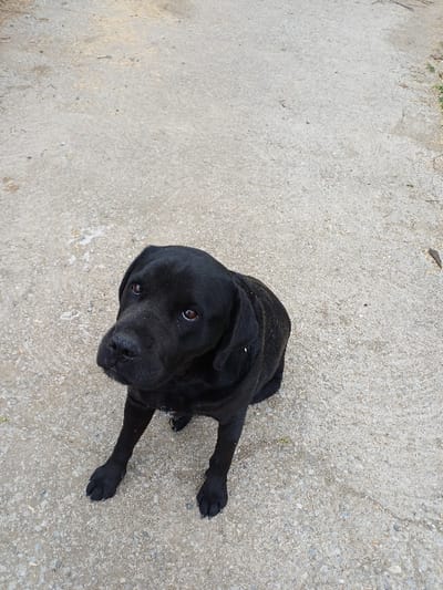 The scene depicts a black dog seated on a light grey, coarse-textured paved surface in Prdejci, North Macedonia. The canine, a short-haired individual, possibly a Labrador Retriever or similar breed, is positioned centrally in the frame, facing upwards and slightly left, directly engaging the viewer with its dark brown eyes. Its coat shows light-colored specks of dust or debris, particularly on its back and upper body. The concrete or asphalt ground exhibits minor variations in texture and some faint linear cracks. The upper right periphery of the image suggests an outdoor environment with a faint transition to a lighter, possibly unpaved area or sparse vegetation. No other subjects or objects are visible.