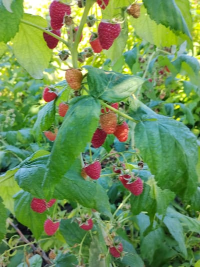 This is a close-up, eye-level shot of raspberry bushes in the city of Petrovka, Kyrgyzstan. The foreground is dominated by a cluster of raspberry plants, with lush green leaves and ripe, red raspberries hanging from the branches. Some raspberries are still partially orange, indicating they are ripening. The background is a blur of green foliage and dappled sunlight, suggesting an outdoor environment, likely a garden or field. The focus is sharp on the raspberries and leaves, with the background softly out of focus. There are no people or animals visible in the image. The scene is static, with no discernible action or interaction. The lighting suggests it is daytime, possibly late afternoon given the warm tone of the sunlight. The overall impression is one of natural bounty and a focus on the details of the fruit and foliage.