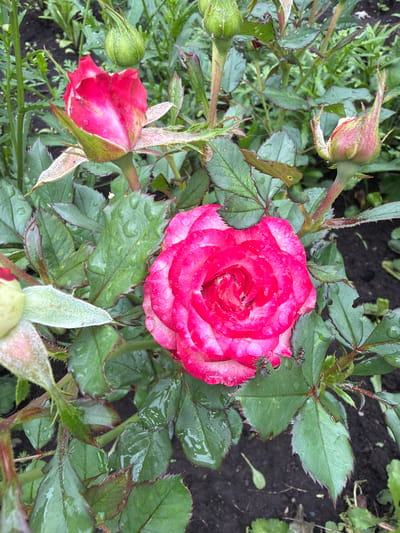 In a garden located in the city of Nuryksevo, Russia, a close-up shot captures a cluster of blooming roses and their buds. The main focus is a vibrant pink rose, its petals adorned with water droplets, suggesting recent rain. To its left, a partially opened pink rose bud reveals delicate, layered petals. Above and to the right, another rose bud, a light green color with hints of pink, is also visible. The roses are surrounded by lush green foliage, with some leaves also showing water droplets. The ground beneath is dark soil, with some scattered green vegetation. A few ants are visible on the leaves, indicating a natural outdoor environment. The lighting suggests an overcast day.