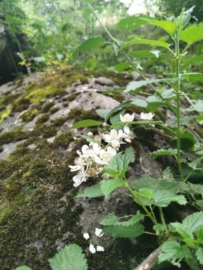 A close-up, low-angle shot captures white blackberry flowers blooming amidst lush green foliage, with a moss-covered rock formation dominating the left side of the frame. The scene is likely set in a natural, outdoor environment, possibly a park or garden area within the city of Bayan, Azerbaijan. The focus is on the delicate white petals of the flowers, contrasted with the textured green moss and the rough surface of the rock. The background is a blur of green leaves and dappled light, suggesting a natural, possibly shaded setting. There are no people or animals visible in the image.