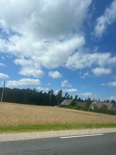 The image depicts a rural scene in Žvyrynai, Lithuania, under a bright blue sky with scattered white clouds. In the foreground, a paved road with a white line runs across the bottom of the frame. Adjacent to the road is a narrow strip of green grass, followed by a vast field of golden wheat that occupies the middle ground. Behind the wheat field, a dense line of dark green trees forms a treeline. Nestled amongst the trees and partially visible are several rustic buildings with peaked roofs, suggesting a small settlement. One building on the left appears to be a barn with a weathered, corrugated roof. The overall impression is one of agricultural landscape in a tranquil, natural setting.