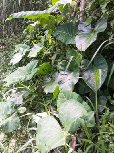Lush greenery dominates the scene, featuring a dense cluster of large, heart-shaped leaves characteristic of elephant ear plants. Dewdrops cling to the leaves, suggesting a recent rain. Thinner blades of grass intertwine with the larger foliage, creating a wild, overgrown appearance. A slender tree trunk or branch ascends through the vegetation on the right side of the image. The sunlight is filtered through the leaves, giving the scene a soft, diffused quality.