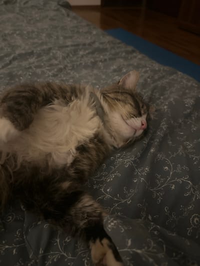 A tabby cat is sleeping on its back on a bed with blue patterned sheets. The cat's belly is exposed, and its paws are tucked in. The cat's eyes are closed, and its mouth is slightly open, revealing its pink tongue. The background of the image is out of focus, but it appears to be a bedroom with wooden flooring and a blue yoga mat. The scene is dark and dimly lit, suggesting it is nighttime. The cat appears to be in a state of deep sleep and comfort. There is no information available about the location of Novosyanovo, Russia.