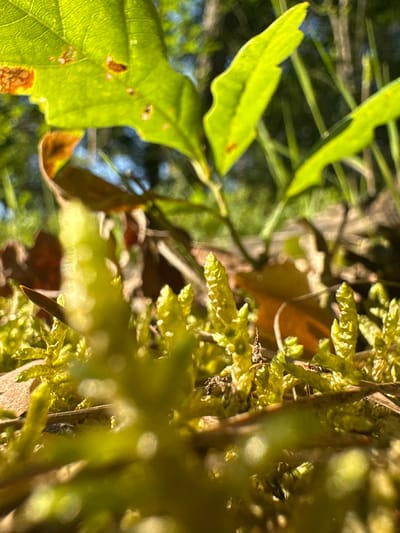 A low-angle, close-up shot captures a sun-dappled forest floor in Żurawiniec, Poland, focusing on vibrant green moss and fallen leaves. In the foreground, bright green moss with textured, finger-like growths dominates, interspersed with dried brown leaves. A small, dark insect, possibly an ant, is visible on one of the moss stalks. In the mid-ground, more dried leaves and thin, brown plant stems create a textured layer. Above, out-of-focus green leaves, likely from an oak tree, are brightly illuminated by sunlight, with hints of tree trunks and a blue sky visible in the background. The overall impression is one of a natural, undisturbed environment during the day.