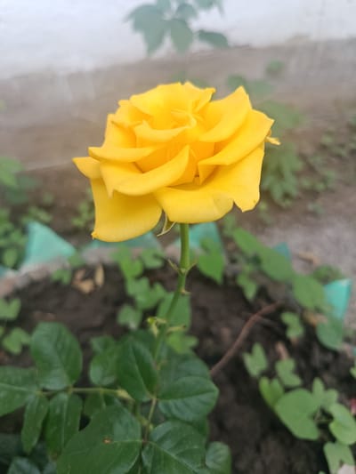 A close-up shot captures a single, vibrant yellow rose in full bloom, its petals unfurling in a spiral. The rose is the central subject, with its delicate texture and rich color rendered in sharp focus. It stands tall on a green stem, adorned with a few leaves, some of which are also in sharp focus, while others are blurred by the depth of field. The background is softly diffused, hinting at a garden setting. The soil beneath the rose is visible, appearing dark and rich. Green edging, possibly from a planter or garden bed, is visible around the base of the plant. The overall lighting suggests a bright day, perhaps with some atmospheric haze, as evidenced by the slightly blurred, lighter areas in the upper part of the image. The location context is Ak-Başat, Kyrgyzstan. No people or text are visible in the image.