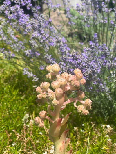 The image shows a close-up of a succulent plant with tightly furled, light pink buds on a thick, fuzzy stem. The plant is in the foreground, with a blurred background of vibrant green grass and a bed of purple lavender flowers. The lighting suggests it is a sunny day. The location of Bolshoy Molokish, Moldova is not discernible from the image itself. There are no people or actions depicted.