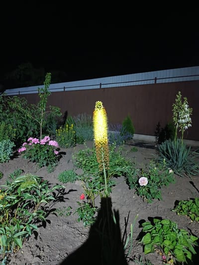 A night photograph captures a garden scene in Korsuntsi, Ukraine, under artificial light. The foreground features dark soil with various plants. Prominently, a tall, bright yellow flower spike stands illuminated, casting a long shadow. To its left, a cluster of pink flowers blooms. Further back, lavender-like plants and a small evergreen tree are visible. A young tree with green foliage is also present. Behind the garden, a dark wooden fence with a light-colored top section stretches horizontally across the image. The sky above is uniformly black.