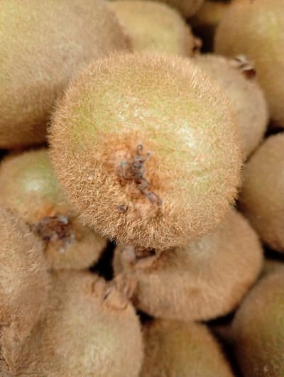 The image provides a close-up, top-down view of several kiwifruit, appearing to be part of a larger collection or pile. The central kiwifruit is prominently in focus, displaying its characteristic fuzzy, light brown skin. Fine, short, hair-like fibers cover its entire surface, with a subtle greenish tint visible underneath the fuzz, particularly towards the top of the fruit. A small, dark brown, and textured stem attachment point is visible near the center of the main kiwifruit.
Surrounding the central fruit, other kiwifruit are present, rendered with a shallow depth of field, causing them to appear soft and out of focus. These blurred forms confirm the presence of more fruit in the background, creating a continuous texture of kiwifruit. The dominant colors in the image are shades of brown and light green.
There are no people, activities, or events taking place; the image is a still life focused entirely on the produce. No specific location cues are visible within the frame, nor is any text present. The lighting is even, suggesting either an indoor setting or diffuse natural light.