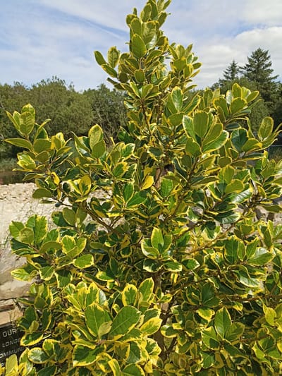 A medium shot captures a variegated shrub with green and yellow leaves against a backdrop of trees and a sky with scattered clouds. The shrub fills the majority of the frame, with its branches and foliage extending throughout. In the lower left corner, a partially visible sign with white text on a black background is present. Behind the shrub, to the left, is a low stone wall. Further in the background, a body of water is visible, and a forest of green trees stretches across the horizon. The sky above is a light blue with wispy white clouds and a few darker clouds suggesting impending weather. The scene appears to be outdoors in a park or garden setting, and the overall impression is one of natural beauty on a bright, possibly breezy day. The image was taken in Dungloe, Ireland.