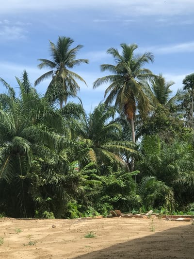 The image captures a vibrant tropical landscape, likely in Lhoksukon, Indonesia, under a bright, clear blue sky. The scene is dominated by lush green vegetation and towering palm trees.
The upper-left section of the image features a wide expanse of bright blue sky, with a few delicate, wispy white clouds trailing across it. Against this backdrop stand two prominent, tall palm trees with slender trunks and large, feathery green fronds. Their fronds display various shades of green, with some hints of lighter brown or gold, suggesting sunlight.
Filling the middle and right portions of the frame is a dense and rich canopy of green foliage. This includes numerous other palm trees, some with broad fan-like leaves and others with more typical feathery fronds, along with a variety of other tropical trees and shrubs, creating a thick and textured jungle-like environment.
In the bottom-right quadrant, a wide, unpaved area of light brown, sandy or dirt ground is visible. This appears to be a path or cleared area, with subtle patterns and slight variations in its texture. A low, indistinct edge or boundary, possibly a simple wall or raised earth, runs along the line where the dirt meets the dense greenery. Small patches of sparse grass or weeds can be seen growing on the path.
The time of day appears to be mid-day, characterized by bright sunlight illuminating the entire scene. The weather is clear and calm. There are no visible people, animals, or explicit activities taking place. No text is discernible in the image. The overall impression is one of natural serenity in a warm, tropical setting.