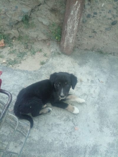 In Koçkor-Ata, Kyrgyzstan, a young black and tan puppy lies on a rough concrete surface. The puppy is positioned on its right side, facing towards the left of the frame, with its front paws extended forward and its hind legs tucked beneath it. Its fur is short and appears slightly scruffy, with distinctive tan markings on its muzzle, eyebrows, and legs. A white blaze runs down the center of its face, between its dark eyes. The puppy's ears are floppy and hang down along the sides of its head.

The background consists of a textured, rocky wall and ground. To the left of the puppy, a portion of a metal structure, possibly a chair or cage, is visible. The overall scene is outdoors, with the ground being a mix of concrete and dirt, scattered with small pebbles and some sparse vegetation. A rusty, cylindrical object stands upright in the upper right quadrant of the image, leaning slightly. The lighting suggests it is daytime, but the light is diffused, casting no harsh shadows. The image appears to have been taken from a slightly elevated perspective, looking down at the puppy.
