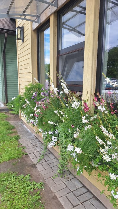 This media file captures a close-up view of a section of a house's exterior, specifically focusing on a window and a flower bed. The scene is dominated by lush greenery and delicate white and pink flowers spilling out of a planter box. The flowers appear to be a mix of Gaura lindheimeri, known for its airy stems and butterfly-like blooms, and possibly some Verbena. They are arranged in a dense, naturalistic style, creating a vibrant display against the backdrop of the house's wooden siding and a dark-framed window.
The window itself is large and appears to be part of a modern architectural design. Reflections of the sky, with scattered clouds, are visible in the glass. The wooden siding of the house is a pale yellow or beige color, and there's a glimpse of a darker green exterior wall below. A paved walkway made of rectangular grey bricks runs alongside the flower bed and the house, with patches of grass and dirt visible between the bricks and along the edge.
The image seems to be taken outdoors during the daytime. The lighting suggests it could be late morning or afternoon, with bright but not harsh sunlight. The overall mood is serene and natural, highlighting the beauty of the garden and its integration with the architecture. There are no people visible in the frame. The location is identified as Stukmaņi, Latvia. There is no visible text in the image.