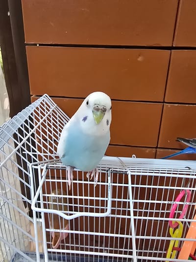 A single budgerigar, predominantly white with light blue on its chest and abdomen, sits on top of a white wire birdcage. The bird has dark eyes, a yellow beak, and a purple marking on its head. The background consists of stacked, dark orange bricks. The cage contains a few toys, including a pink ring and a yellow ring. The scene appears to be outdoors, possibly on a balcony or patio. The location is not specified in the provided image or crops.