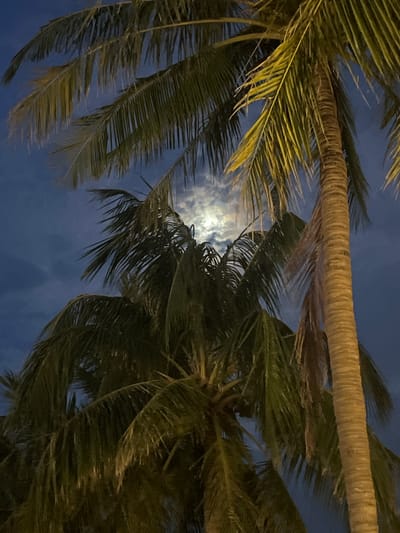 An outdoor, low-angle, nighttime photograph shows the upper portions of several palm trees against a dark blue sky with clouds and a bright full moon peeking through the fronds. The moon is partially obscured by the leaves of the palm trees. The trunk of one palm tree is prominently visible on the right side of the frame, with its rough, textured bark illuminated by an unseen light source. The fronds of the palm trees are dark green, with some appearing yellowed and dry, suggesting either artificial lighting or the natural colors of the leaves at night. The overall scene evokes a tropical atmosphere, likely in a coastal area or a park within Hoi An, Vietnam, known for its beaches and ancient town. There are no people or visible structures in the image.