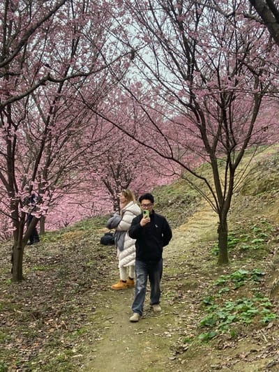 A couple stands on a dirt path, framed by blooming pink cherry blossom trees. The man, wearing a black jacket, holds a phone and appears to be taking a photo. A woman in a light-colored coat stands close beside him. The background features trees and a mix of dry leaves and green foliage along the path. The sky is overcast. The scene evokes a sense of spring and nature's beauty.