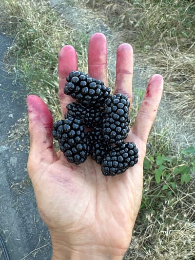 The image shows a person's open hand holding several ripe blackberries. The hand is slightly stained with the juice of the berries, indicating they have been recently picked. The background consists of dry grass and some green vegetation, suggesting an outdoor setting, possibly a field or garden. The lighting appears to be natural daylight, casting soft shadows and highlighting the texture of the berries and the skin on the hand. The overall impression is one of a simple, natural moment, possibly related to harvesting or enjoying fresh fruit. The scene appears to be in Zaprudnoe, Ukraine. There is no visible text in the image.