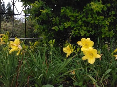 The image displays an outdoor scene in Chan-Nua, Laos, focused on a dense cluster of flowering plants under an overcast sky. The foreground is occupied by multiple bright yellow daylilies (Hemerocallis) in bloom, intermingled with their long, strap-like green leaves. Numerous water droplets are visible on the petals and foliage, indicating recent rain or heavy dew. Many unopened daylily buds are also present. Behind the flowering plants, a dense mass of dark green leafy vegetation forms a natural backdrop. To the left of the frame, a black metal fence with a geometric pattern is partially visible, featuring a horizontal metal pipe or bar running across it. Through the fence, additional distant trees and shrubs with varying shades of green and some reddish foliage are discernible, including a tall conifer on the far left. No human or animal subjects are present, and no specific actions or interactions are depicted.