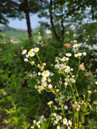In Anseong-si, South Korea, a close-up shot captures a cluster of small white daisies with yellow centers, their delicate petals fanning out against a softly blurred backdrop of green foliage and trees. Sunlight illuminates the flowers, highlighting their intricate details and creating a gentle bokeh effect in the background. The scene suggests a natural, outdoor setting, likely a field or garden.