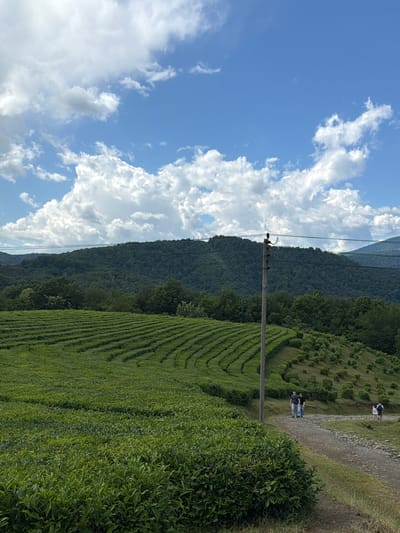 The image depicts a lush, terraced landscape in Izmaylovka, Russia, under a bright, cloudy sky. The scene is dominated by vibrant green tea plantations that stretch across the rolling hills, meticulously organized in neat rows. A dirt path winds through the plantations, and on this path, three individuals are visible. Two people, dressed in casual attire, are standing together, seemingly engaged in conversation or admiring the view. Further up the path, another person is walking away from the camera.

A utility pole with wires runs vertically through the frame, separating the bright, cloud-filled sky on the left from the verdant hills and plantations on the right. The sky is a brilliant blue, with scattered white cumulus clouds that suggest a pleasant day. The sunlight casts shadows, indicating it is likely daytime. The overall impression is one of natural beauty and tranquility, with the orderly tea fields contrasting with the wilder, forested mountains in the background. The location cues of terraced tea fields and forested mountains are characteristic of the region. There is no visible text in the image.
