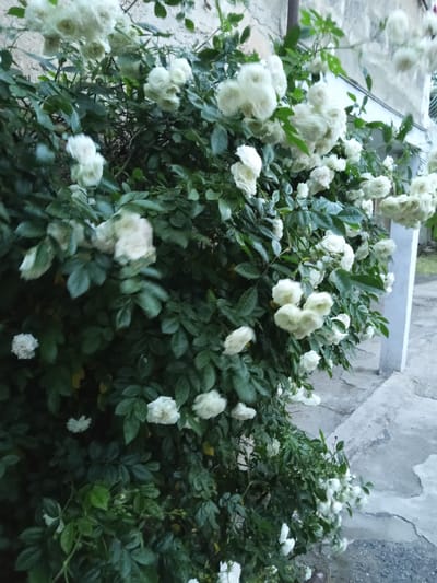 This is a medium-shot, vertical-orientation photograph of a large bush overflowing with small, white roses and dark green foliage. The roses are clustered together, with some appearing fully bloomed and others in bud. The bush is situated outdoors, next to a building with a textured, light-colored wall, and a white post or pillar. A concrete pathway or ground is visible to the right of the bush, with some cracks and unevenness suggesting an outdoor environment. The lighting suggests it could be late afternoon or early evening, as the light is somewhat muted and shadows are present. The overall mood is natural and serene, highlighting the beauty of the blooming flowers. There is no visible text in the image. The location context is Ashtarak, Armenia.