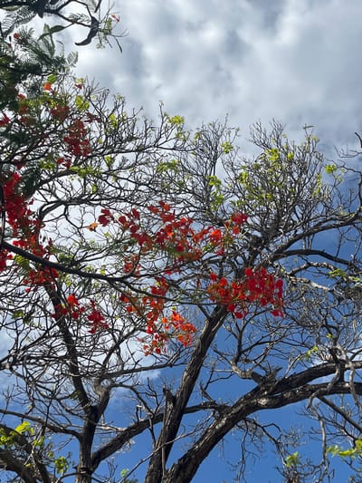 This media file shows a low-angle shot of a tree against a sky with clouds and blue patches. The tree has a complex network of branches, some bare and others with sparse green leaves. There are also vibrant clusters of red flowers on some branches, providing a striking contrast to the greenery and the sky. The sunlight suggests it is daytime, likely late morning or early afternoon given the bright sky. The image conveys a sense of nature's beauty and the changing seasons, with the red flowers indicating a blooming period. The overall mood is serene and natural, without any human presence or visible text. The setting is outdoors, with the sky and tree being the primary focus. Given the location context, this scene is likely from Conuco Viejo, Venezuela, depicting a typical natural landscape there.