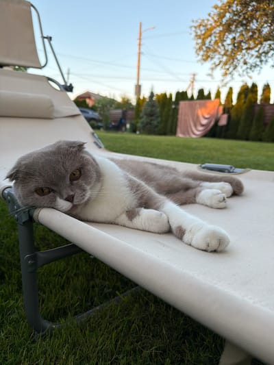 A Scottish Fold cat with grey and white fur is lying on a beige chaise lounge outdoors. The cat's head is resting on the edge of the chaise lounge, and its eyes are open, looking towards the viewer. The cat's paws are visible, with white fur and some grey markings. In the background, there is a green lawn, a fence, and trees. The sky is clear and blue. The image appears to be taken in the city of Uhornyky, Ukraine, based on the information provided.