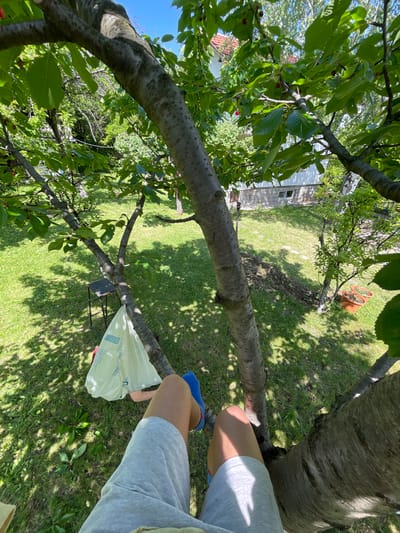 The image shows a first-person perspective of someone sitting in a tree. The person is wearing light gray shorts and blue socks. To the left, a white plastic bag hangs from the tree. The tree has a thick trunk and branches, with green leaves and some red cherries visible. The background shows a grassy yard with a small building and trees. The location is identified as Rudartsi, Bulgaria, suggesting this is likely a residential area. The scene appears to be a sunny day, with shadows cast on the grass.