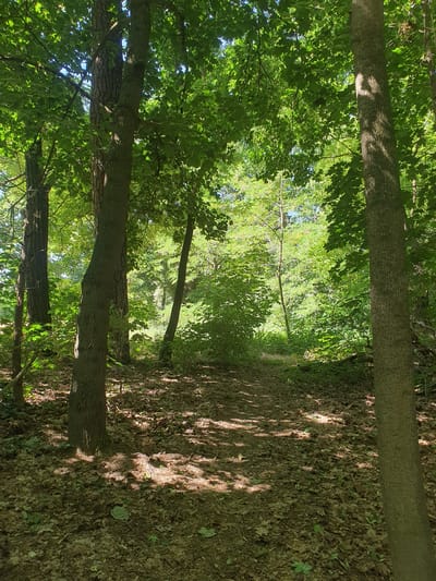 The image depicts a sun-dappled forest path in Falkensee, Germany. The scene is dominated by lush green foliage and the textured bark of mature trees. Sunlight filters through the canopy, casting dappled shadows on the leaf-strewn ground and the path that winds through the trees. The perspective is from a low angle, looking up into the trees and along the path. The time of day appears to be late morning or early afternoon, indicated by the bright sunlight and the angle of the shadows. The weather seems pleasant and warm, conducive to a walk in the woods. There are no people or specific objects visible, emphasizing the natural beauty of the forest. The overall mood is peaceful and serene, evoking a sense of tranquility.