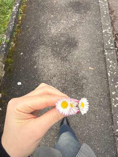 An overhead photograph depicts a human's right hand holding three daisies above a paved surface. The hand displays fair skin and red nail polish on the thumb and forefinger. Two daisies present white petals with yellow centers, while the central daisy features white petals with pink-tinged outer edges and a yellow center. Below the hand, the lower portion of an individual is visible, dressed in blue denim jeans, a black pointed-toe shoe on the left foot, and a black and white checkered garment. The ground consists of dark gray asphalt or concrete pavement, exhibiting a granular texture and appearing slightly damp in sections. A concrete curb, partially covered with moss and sparse green vegetation, borders the pavement on the left. A second concrete curb is partially visible on the right edge of the pavement. Small white debris and a single cigarette butt are present on the paved surface. The scene is located in Eschau, France.