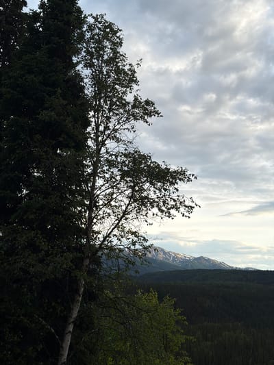 This is a landscape photograph of Denali National Park and Preserve, United States. In the foreground, on the left, is a dark green evergreen tree, tall and dense. To its right is a lighter, deciduous tree with a white trunk and thinner branches, some of which are bare. The background features a vast expanse of dark green coniferous forest, with rolling hills. Further in the distance, a mountain range with snow-capped peaks stretches across the horizon. The sky is overcast with layers of gray and white clouds, with a hint of light breaking through in some areas.