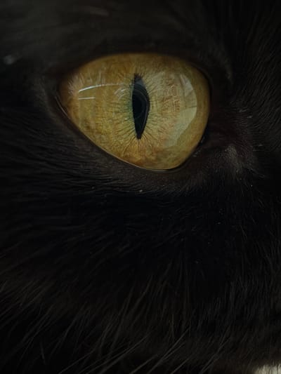The image is an extreme close-up of a black cat's eye. The eye is a vibrant yellow-gold with a vertically slit pupil. The iris displays intricate patterns and reflections, suggesting it is open and alert. Surrounding the eye, the fur of the cat is deep black and appears soft and dense. The lighting creates a dramatic effect, highlighting the texture of the fur and the glossy surface of the eye. There is no discernible location in the city of Leninsk-Kuznetskiy, Russia, or any people, actions, or interactions depicted in this image.
