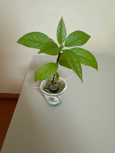 A young avocado plant with several green leaves is sprouting from a pit suspended by toothpicks in a small white paper cup. The cup has green decorative trim and a logo that reads "ECO PAPER." The plant is positioned on a light-colored, flat surface, likely a table, with a light-colored wall in the background. The lighting appears to be natural, coming from the side, casting subtle shadows. There is no indication of the city of Sardarapat, Armenia, in the image.