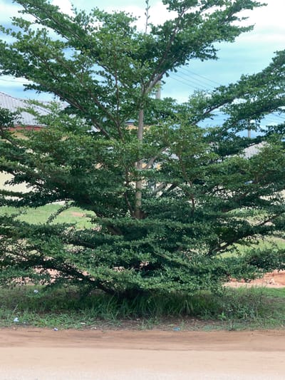 The image shows a tree with dense green foliage, situated on a dirt road in Abraka, Nigeria. The sky is visible through the branches, revealing power lines. To the right of the tree is a strip of grassy vegetation bordering the road. A building is partially visible behind the tree, with a section of its roof exposed. The overall environment appears rural or semi-rural.