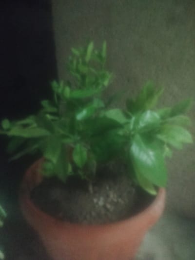 The image shows a potted plant with green leaves. The plant is in a terra cotta pot. The background appears to be a wall. The image is out of focus and grainy. It is impossible to determine the location in the city of Навобод, Tajikistan from this image.