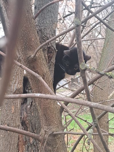 A black and white cat is perched on a tree branch amidst numerous interwoven branches and twigs, partially obscuring the cat's body. The location appears to be outdoors, suggested by glimpses of green foliage in the background. The presence of branches in varying sizes, combined with the light, indicates that the cat is in the upper section of the tree. The tree bark exhibits textural details and patterns. There is no other information related to the city of Yegoryevsk, Russia.