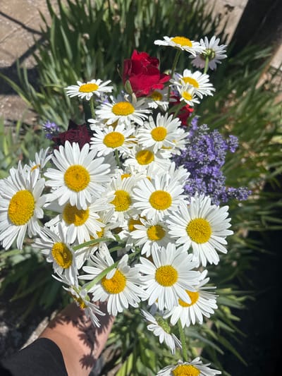 A bouquet of white daisies with yellow centers is held by a person's hand, partially visible on the right side of the frame. The bouquet also contains a few dark red roses and sprigs of lavender. The daisies are the most prominent subject, with many flowers in full bloom. The background consists of green foliage and a paved surface, suggesting an outdoor setting. The lighting indicates it is daytime, with shadows cast by the flowers and the hand. The overall impression is one of a natural, perhaps garden-inspired arrangement. The location context is Vaklino, Bulgaria. No text is visible in the image.